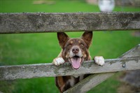established produce rural pet - 1