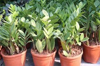 established wholesale nursery with - 2