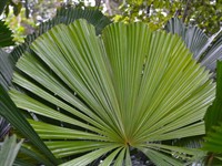 exotic wholesale nursery + - 1