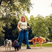 coming soon lifestyle dog - 1