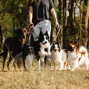 coming soon lifestyle dog - 3