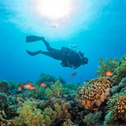 coming soon scuba diving - 1