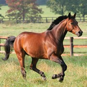equine-focused business opportunity with - 3