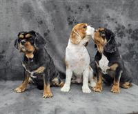 dog grooming boronia mw1436 - 2