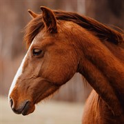 equine-focused business opportunity with - 1