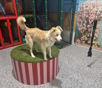 luxury dog grooming salon - 2