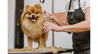 pet grooming salon sutherland - 1