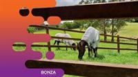 36139 profitable rural fencing - 2