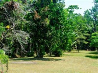 freehold tropical rainforest coastal - 2