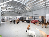 doggy day care grooming - 3