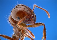 pest control termite specialist - 1