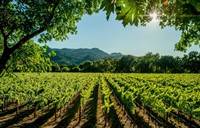 iconic marlborough winery vineyards - 1