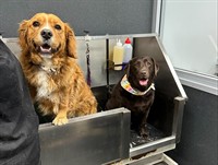 dog grooming salon pet - 1