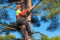 proven arboriculture business with - 2