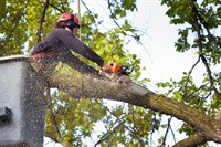 highly profitable tree servicing - 3