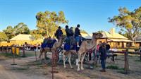 iconic camel ride tourism - 2
