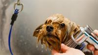 profitable medium size dog - 1