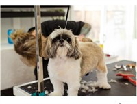 price reduced mobile dog - 1