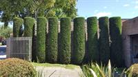 20264 hedge trimming business - 3