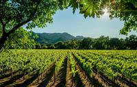 iconic marlborough winery vineyards - 1