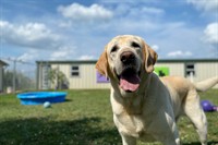 doggy day care grooming - 2