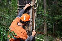 34548 profitable arboriculture business - 3