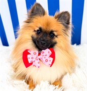 luxury dog grooming salon - 1