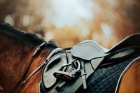 34144 thriving equine accessories - 1