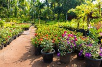 horticulture nursery agriculture businesses - 3