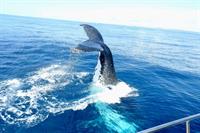 exclusive marine tourism business - 3
