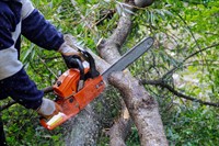 under contract high-performing arborist - 1