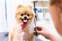 price reduced mobile dog - 2