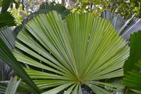 exotic wholesale nursery + - 1