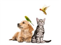dog grooming pet supplies - 1