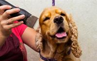 34576 mobile dog grooming - 1