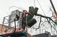 highly profitable tree servicing - 2