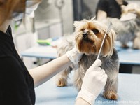 express sale pet grooming - 1