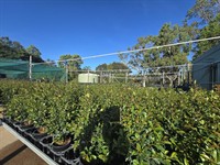 central to north queensland - 3