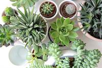 landscape garden supplies for - 1