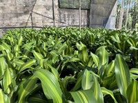 established wholesale production nursery - 2