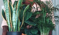 interior plant hire business - 1