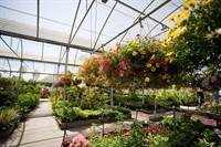 wholesale retail nursery established - 1