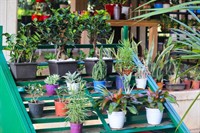 fitzroy nursery iconic cbd - 3
