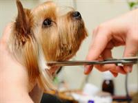 34576 mobile dog grooming - 3