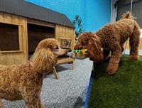 luxury dog grooming salon - 3