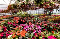 established garden centre landscape - 1