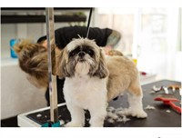 must sell mobile dog - 1