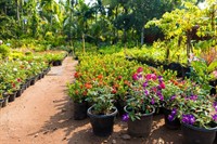 wholesale retail nursery established - 3