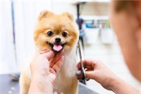 must sell mobile dog - 2