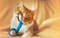 highly profitable e-commerce pet - 3